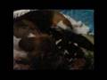 Basset Hound video