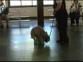 K9 Klubhouse Demo at Pawsway Toronto