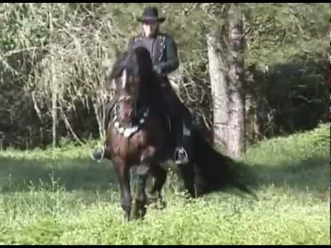 horses grand national