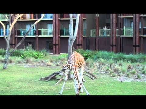 how to rent disney vacation club points