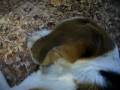 videos de beagle roncando