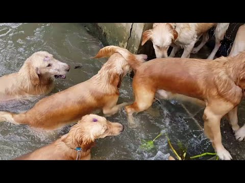 16 Golden Retrievers a nadar