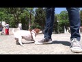 ¿Sacas a tu perro sin correa en la Condesa? ¡Te pueden multar!