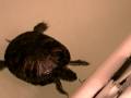 Feeding Turtle in my bathtub
