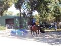 Eddee's first showjumping comp.