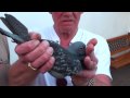 5th & 6th PIGEON ARRIVED - Arona-TENERIFE Race 2010