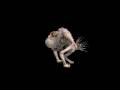 Spore Original Creature: Gobbel