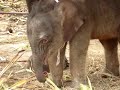 Christmas babies - Royal Elephant Kraal, Thailand Christmas babies - Royal Elephant Kraal, Thailand