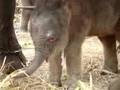 Christmas babies - Royal Elephant Kraal, Thailand