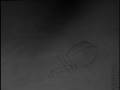 videos de Frog