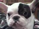 Guss the cutie