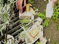 la forêt des mister choc la forêt des mister choc