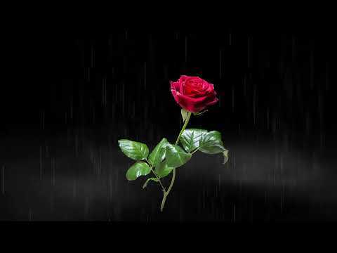 video-show