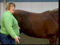 Horse Conformation: Balance, part 1, as seen on eXtension