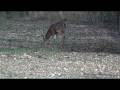 videos de East Texas 13-point Whitetail