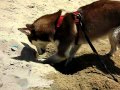 SLO MO DIG DOG!