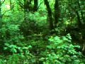 Rehwild