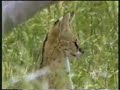 Tanzania Ngorongoro Crater Video Safari
