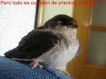 Jesusillo aprende a volar Jesusillo aprende a volar