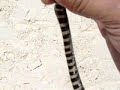 sea snake sea snake