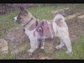 Akita puppy growing up
