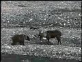 D??? AYI NIN GEY?K AVI.SÜPER MÜCADELE D??? AYI NIN GEY?K AVI.SÜPER MÜCADELE