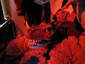 Animatronic dino head at the Movieum. Animatronic dino head at the Movieum.
