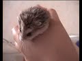 Cute Hamsters! (Music \