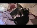 Sadie's Yorkie and Cat
