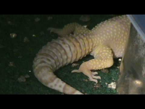 how to fertilize gecko eggs