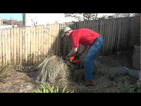 how to transplant purple fountain grass