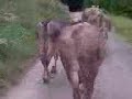 sciur-scarce-da-berghem.html