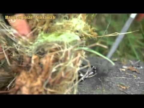 Man vs Wild : faire du feu avec son téléphone portable 