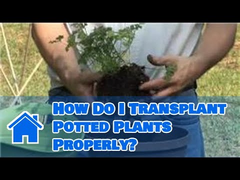 how to transplant a zebra plant