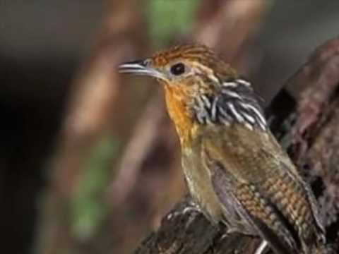 Aves do Brasil - Uirapuru. O canto mais lindo do Brasil.