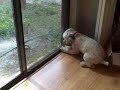 Wheaten terrier chasing lizard Wheaten terrier chasing lizard