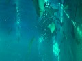 Okinawa Churaumi Aquarium (Japan)?????????? Okinawa Churaumi Aquarium (Japan)??????????