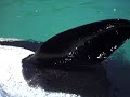 Killer Whale Close Up