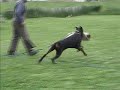 Doberman Kyron V. Noblesshof in IPO Bite Work Training