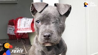 Tiniest Orphan Puppy Rescues Depressed Mama Dog - RAISIN & DAYA | The Dodo Little But Fierce by The Dodo