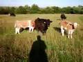 Farndon Fields, Walking Through Cattle