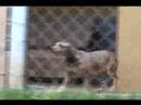 Who Let The Dogs Sing? Who Let The Dogs Sing?
