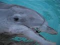 When Dolphins Attack