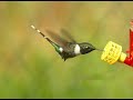 SEVEN SPECIES OF GUATEMALAN HUMMINGBIRDS
