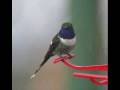 SEVEN SPECIES OF GUATEMALAN HUMMINGBIRDS