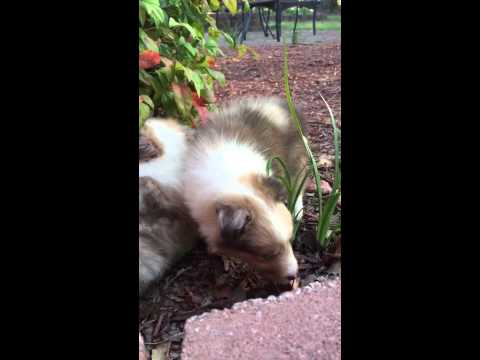 AKC Sable Merle Male with blue eyes