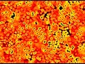 Reaction diffusion pulses