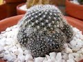 cactus et plantes grasses cactus et plantes grasses