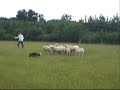 Découvrez ou redécouvrez Chaïli, au troupeau cette fois-ci ( travail au cercle avec les moutons )