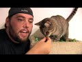 How To Make a MEAN KITTY Love U!